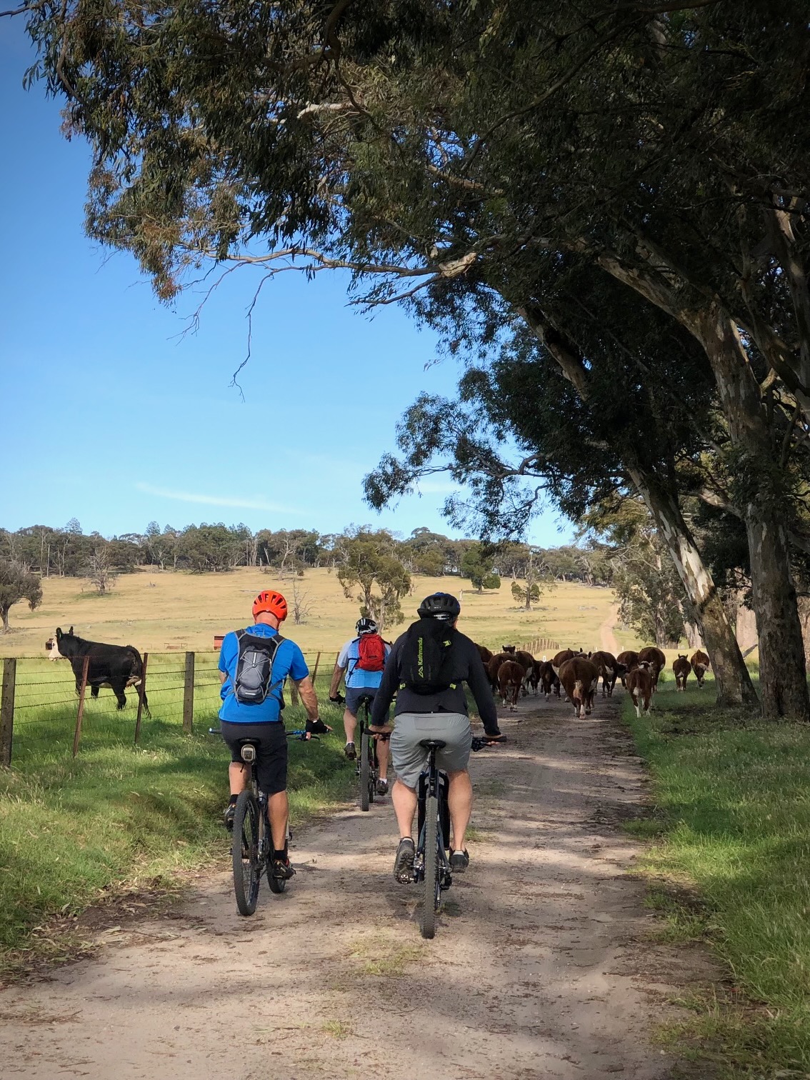 Riding to Woolshed Falls | Ride Republic Beechworth